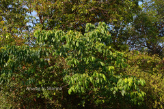 Archidendron monadelphum